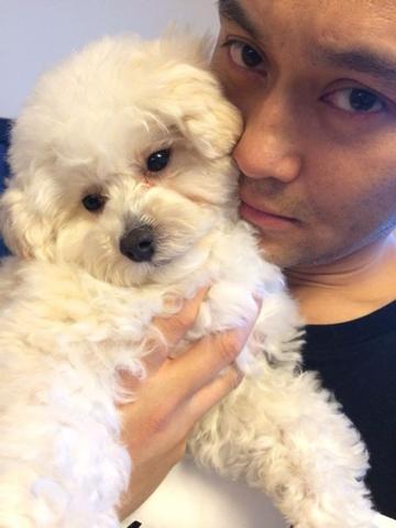 張智霖失言稱要將愛(ài)犬人道毀滅