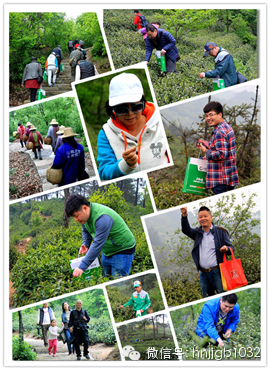 在這么美的地方體驗采茶，簡直太有感覺了