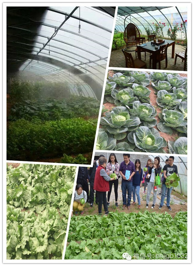 一片富含負(fù)離子的有機菜地