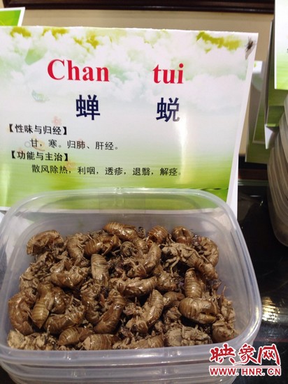 你可能沒(méi)想到，這個(gè)知了幼蟲(chóng)退下的皮還是一味藥，對(duì)嗎？