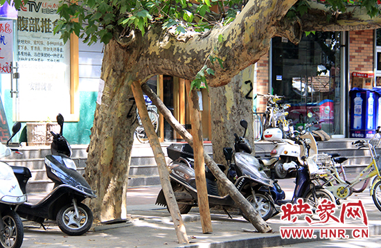 樹干用木樁支了起來(lái)