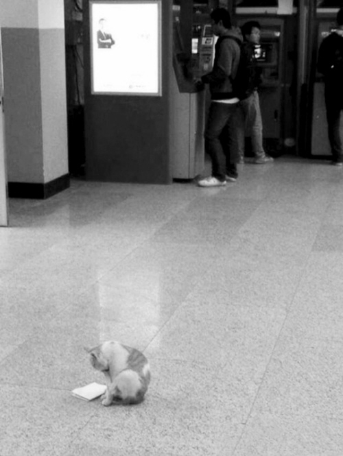 “東北大學(xué)貓讀書圖”紅網(wǎng)絡(luò) 不學(xué)習(xí)小心被貓超過(guò)