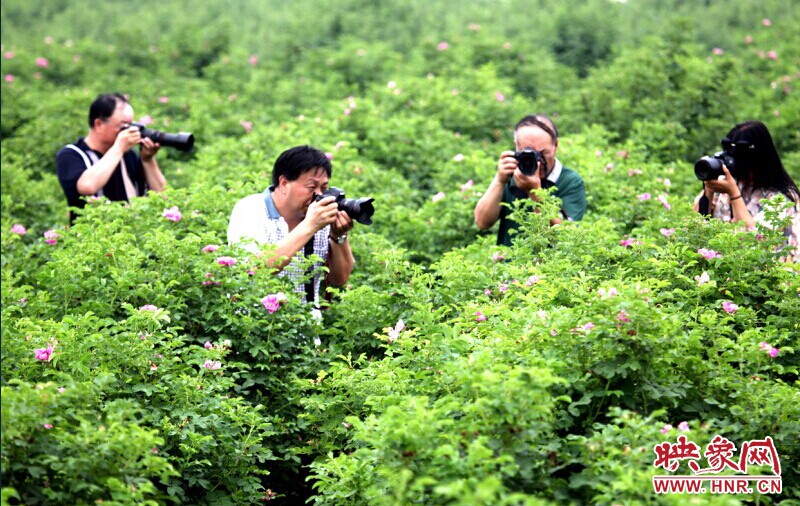 孟津?yàn)e源玫瑰谷賞花活動