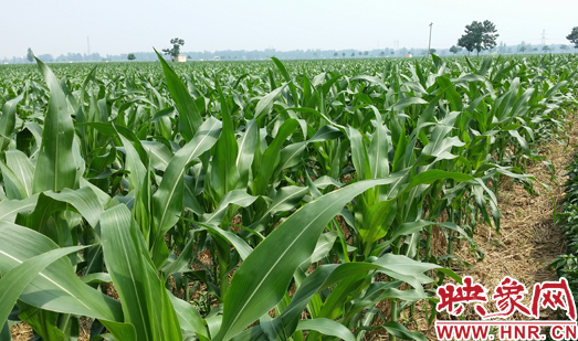 種植其他品種的玉米苗枝粗葉大，郁郁蔥蔥