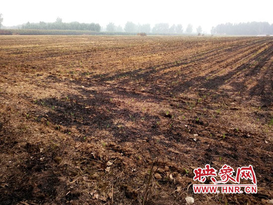 被燒毀的麥田 被燒毀的麥田