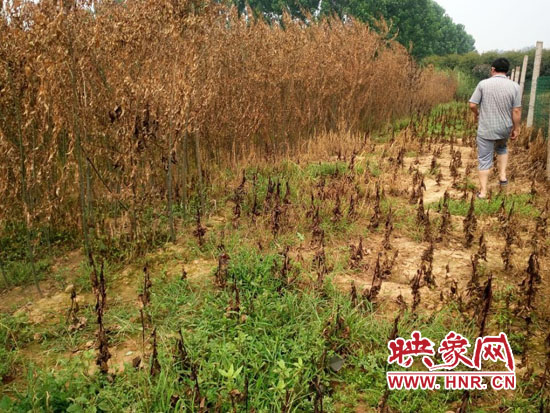 農(nóng)戶查看被燒毀的苗木 農(nóng)戶查看被燒毀的苗木