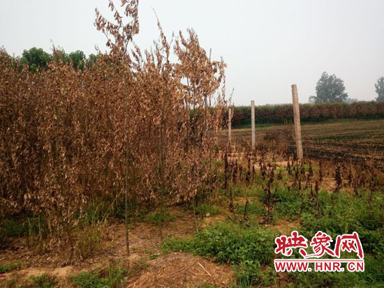 大量珍惜苗木被燒毀 大量珍惜苗木被燒毀