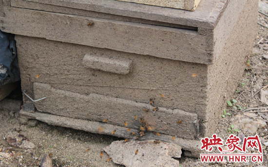 甜蜜的事業(yè)帶來煩惱 磙子營鄉(xiāng)2000公斤蜂蜜難銷 甜蜜的事業(yè)帶來煩惱 磙子營鄉(xiāng)2000公斤蜂蜜難銷