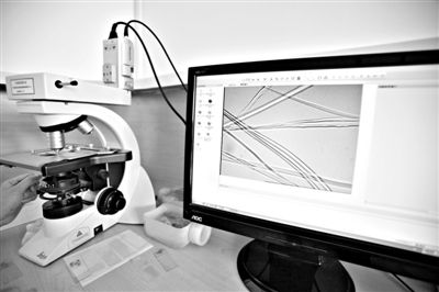 顯微鏡下，蠶絲呈現(xiàn)出表面有光澤，形狀不規(guī)則，粗細不均。