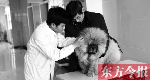 在一家大型寵物醫(yī)院里，生病的狗狗正在接受治療