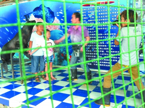 海獅就這樣被飼養(yǎng)員和攝影師擺弄，稍不聽話就會遭到毒打。
