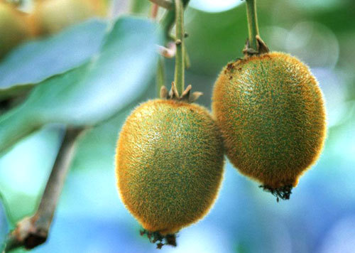 六種水果堪稱護(hù)膚圣品 六種水果堪稱護(hù)膚圣品