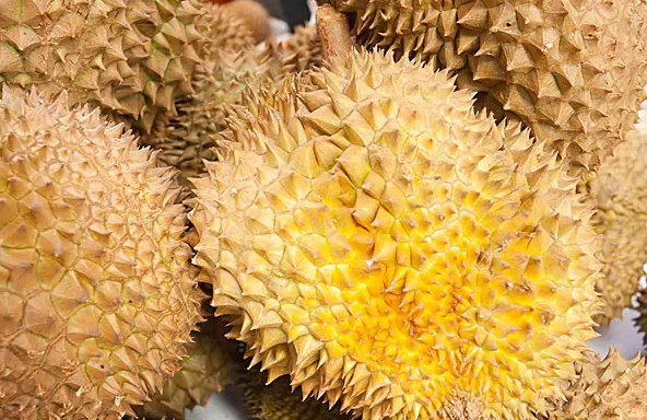 榴蓮控看過來:關(guān)于榴蓮不可不知的幾件事 榴蓮控看過來:關(guān)于榴蓮不可不知的幾件事