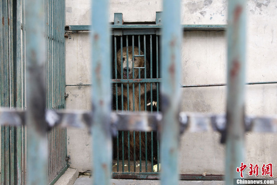 6月19日，河南鄭州，新密市動物園咬死飼養(yǎng)員的肇事棕熊被暫押在鄭州動物園內，該熊“臥室”周圍被三重鋼