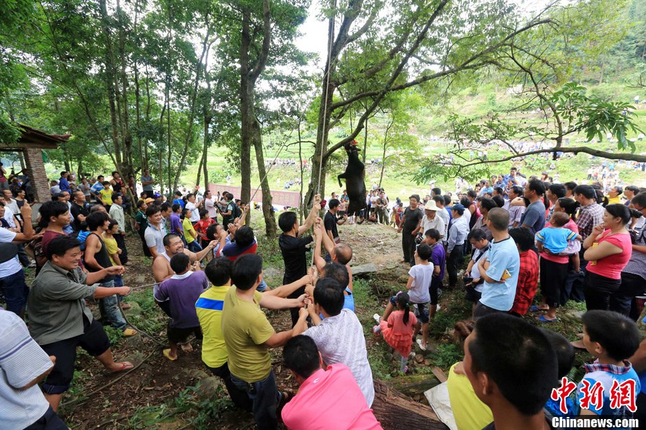 黃牛被侗族村民合力吊在樹(shù)上。譚凱興 攝