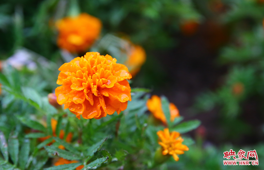 一場秋雨洗去花朵上多日來的塵埃，嬌艷欲滴。