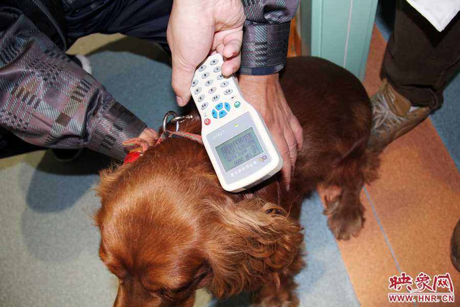 只要用儀器一掃，狗狗的信息就可以一覽無余