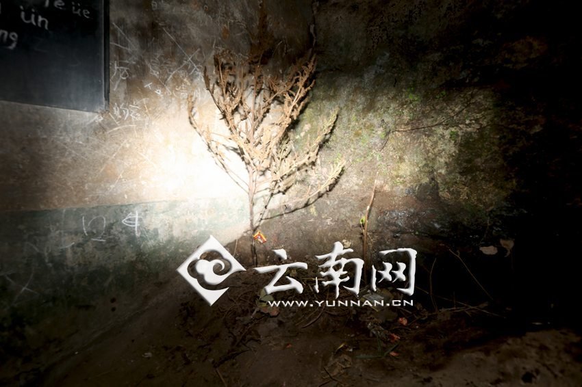 　教室里沒有燈，光線太暗，村民便種下了野蘇麻，希望教室有綠色，讓孩子們看到“希望”。 徐弘毅 攝