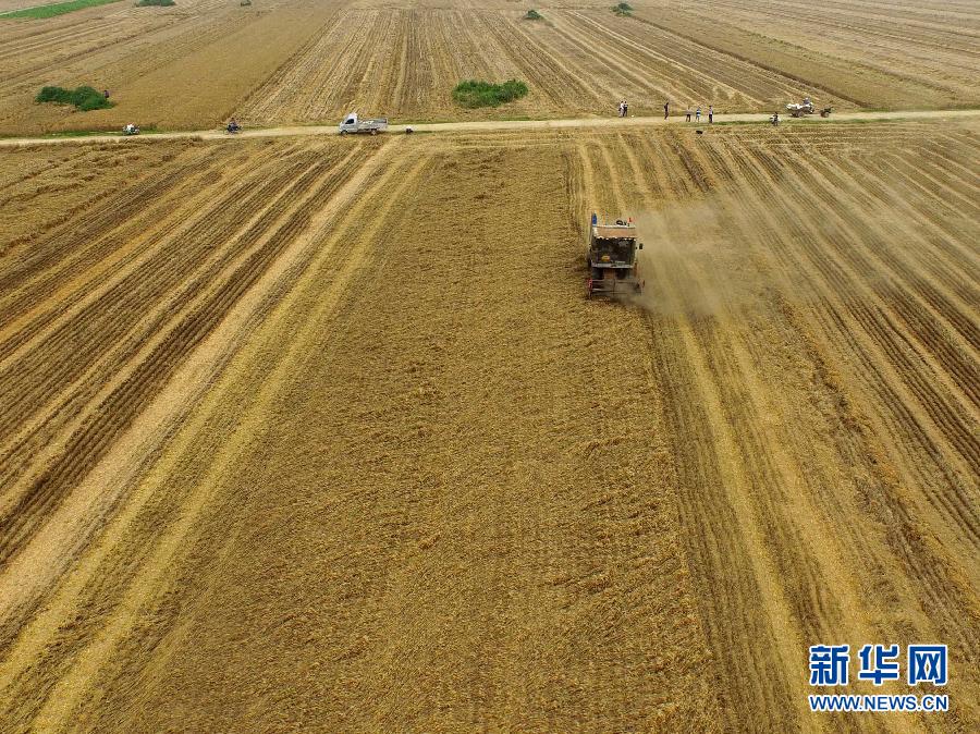 這是5月28日在河南省南陽市唐河縣甘河灣村航拍的麥?zhǔn)宅F(xiàn)場。