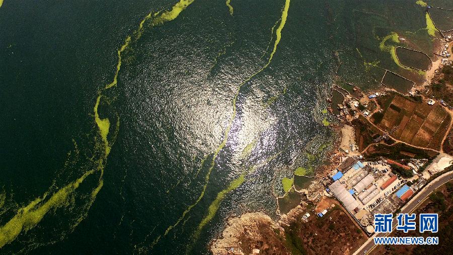 山東青島海岸遭受滸苔侵襲 山東青島海岸遭受滸苔侵襲