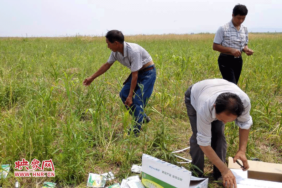 村民在撿拾散落的農藥袋，身后是被毀的玉米。