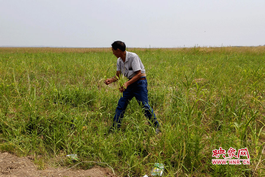 被農藥摧毀的玉米。