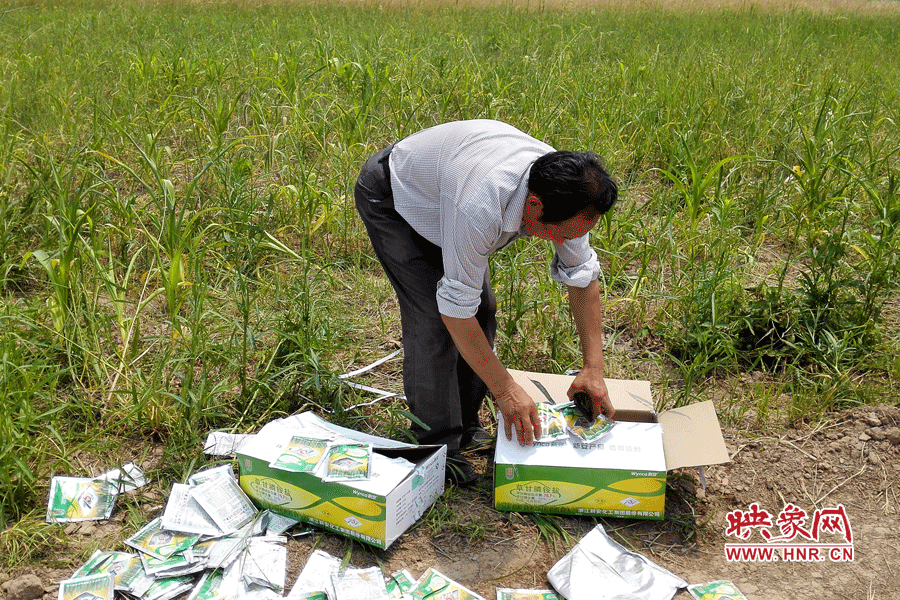村民察看摧毀玉米的農藥。
