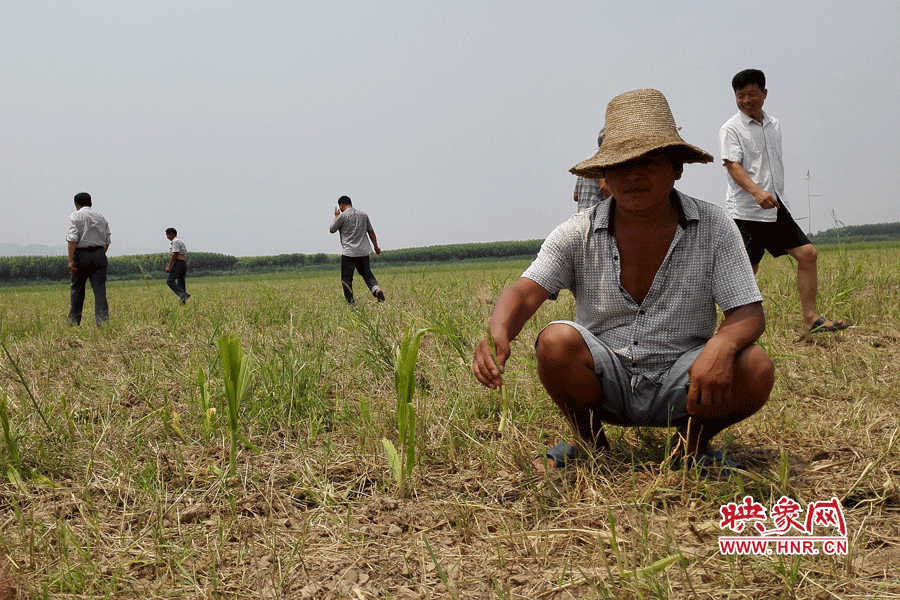村民手捧殘留的玉米，欲哭無淚。