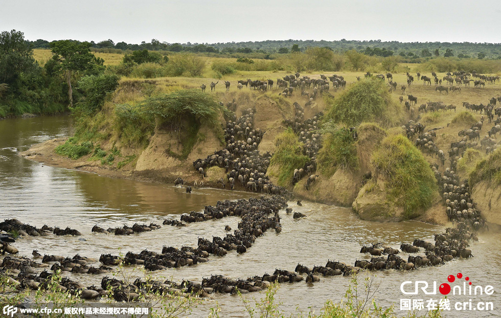當?shù)貢r間2015年9月4日，肯尼亞馬賽馬拉，角馬大遷徙。