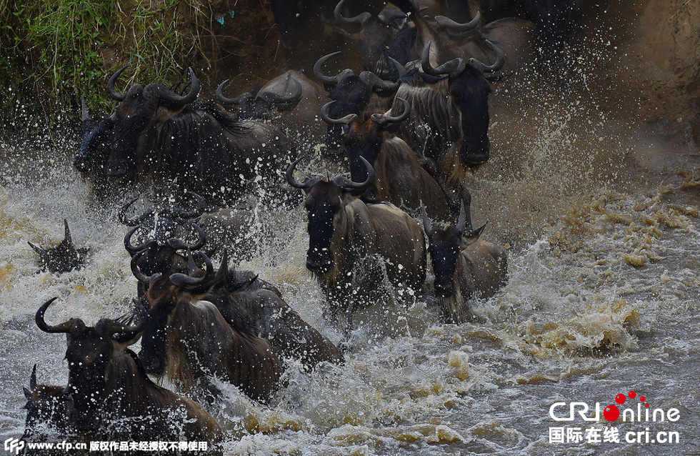 當?shù)貢r間2015年9月4日，肯尼亞馬賽馬拉，角馬大遷徙。