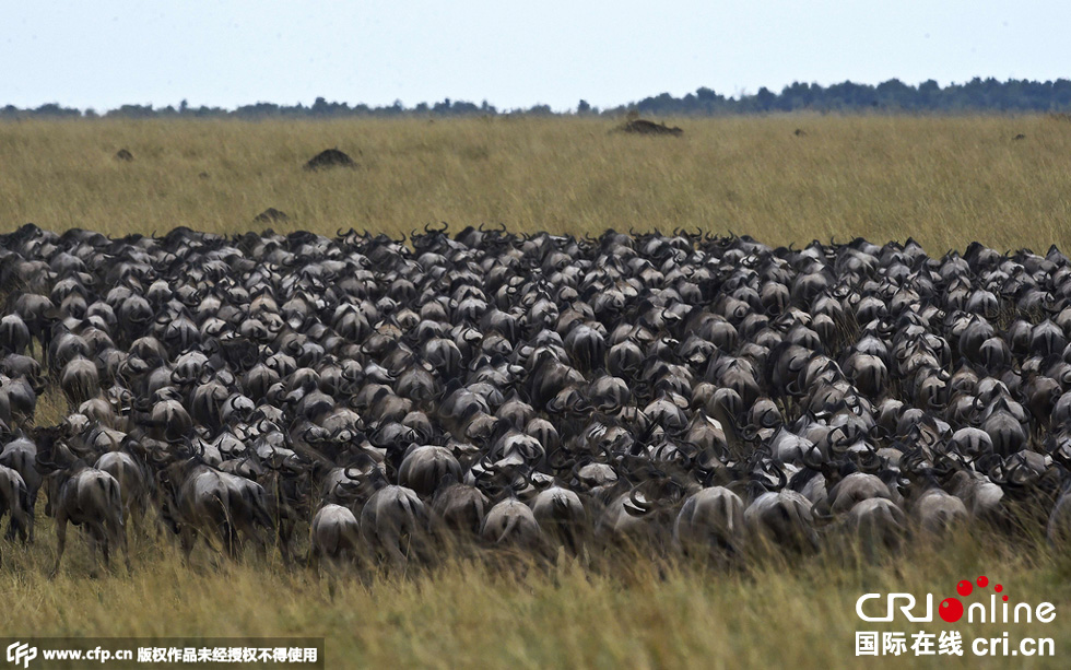 當?shù)貢r間2015年9月4日，肯尼亞馬賽馬拉，角馬大遷徙。