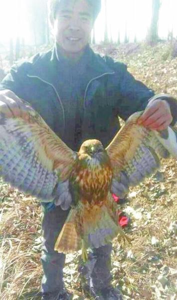 老鷹捉小雞被狗咬傷后獲救 受傷嚴重屬國保