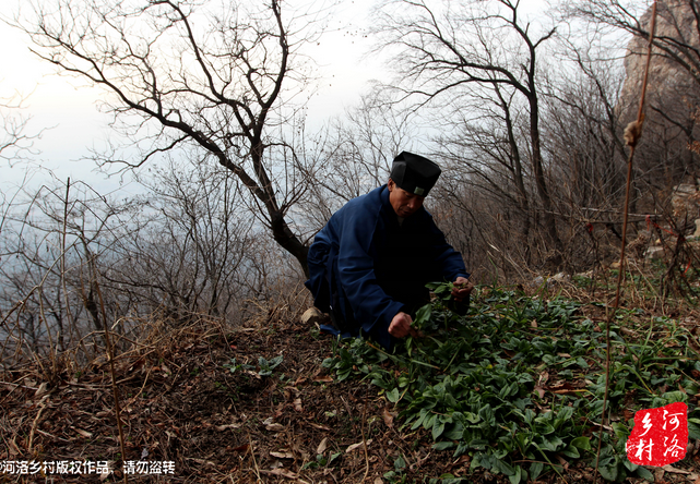 山上缺雨少水，不大的一方菜地。是他和另一個(gè)道友的菜地，老崔的蔬菜倒也擺弄的一片生機(jī)盎然。