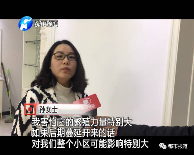 蟻?zhàn)宕筌娙肭?！十幾萬(wàn)裝修的新家被“吃掉”