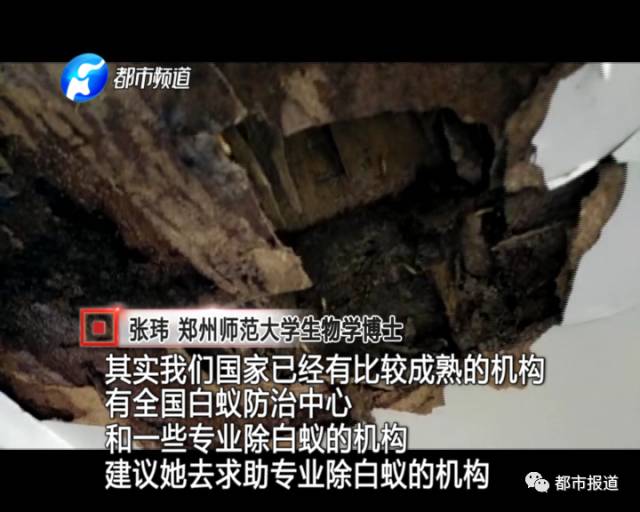 蟻?zhàn)宕筌娙肭郑∈畮兹f(wàn)裝修的新家被“吃掉”