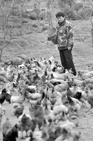 林志坤辭職后在溧水一座山頭開了一片地，每天種菜、喂雞 現(xiàn)代快報(bào)記者 施向輝 攝