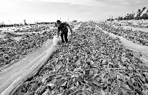12日，工人在海南省樂東縣佛羅鎮(zhèn)清理被臺風(fēng)刮爛的哈密瓜薄膜架子。 新華社發(fā)
