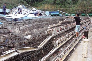 11月13日，位于三亞市吉陽鎮(zhèn)的三亞市菜籃子蛋雞基地，工人們正在搶修雞舍設(shè)施。