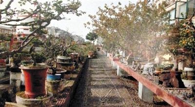 劉光嘉出示博物館內(nèi)部圖片中，擺放著各種盆景。