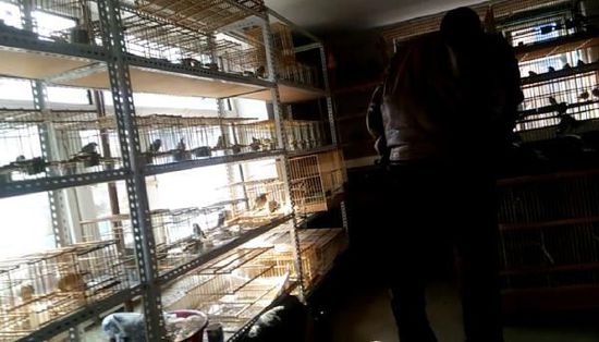 哈爾濱市雙城區(qū)集市上，一家沒(méi)有招牌的平房里擺滿了各種野鳥(niǎo)等待出售。