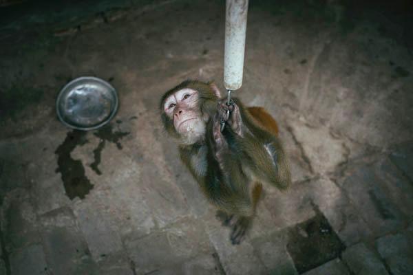 環(huán)球時報：有關(guān)部門拿公眾當(dāng)“猴子”折騰春節(jié)假