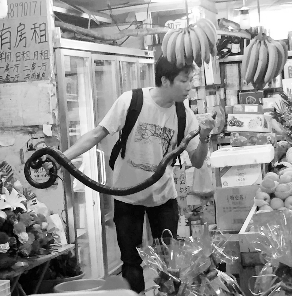 捕蛇專家張亮抓住眼鏡王蛇。信息時(shí)報(bào)記者 康健 翻拍