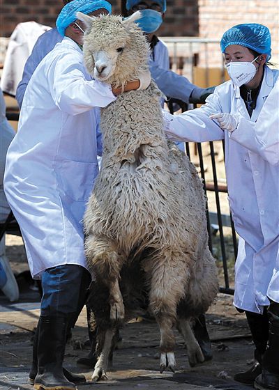 好強壯！我真的不是虛胖，兩三個人別想控制我。