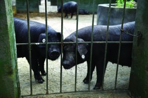 觀測點飼養(yǎng)區(qū)設有豬圈，可觀察豬是否有異常反應