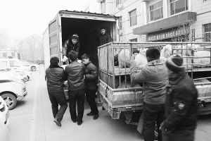 　　■返還追回的被搶綿羊。 本報(bào)記者董世杰攝