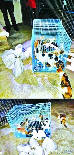 志愿者將放生的貓抓捕回來，這些貓等待領(lǐng)養(yǎng)