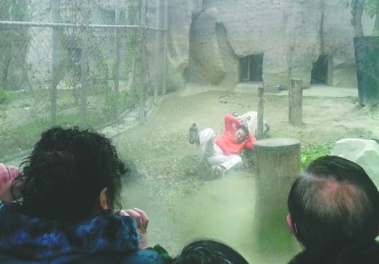 昨日，成都動(dòng)物園，男子進(jìn)入白虎活動(dòng)區(qū)后被白虎拖行。動(dòng)物園出動(dòng)50多人成功營(yíng)救下他