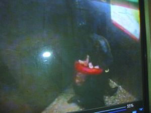 侯某被摁倒割喉。