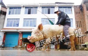 蔣大爺騎著他的種豬出門，回頭率很高。