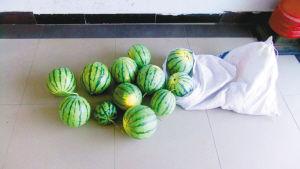 男子開(kāi)價(jià)值30余萬(wàn)汽車(chē)偷西瓜 被捕后稱(chēng)為尋刺激 男子開(kāi)價(jià)值30余萬(wàn)汽車(chē)偷西瓜 被捕后稱(chēng)為尋刺激